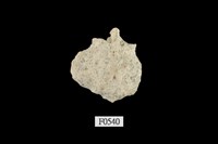 藏品(黃齒岩螺 )的圖片